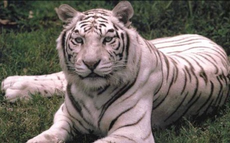 tiger6.jpg